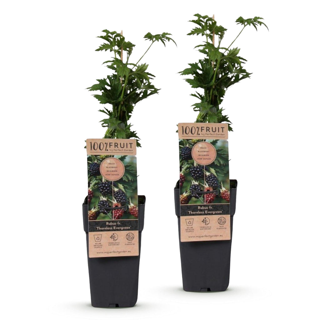 Green boutiQ - Plant fruitier - Rubus fruticosus Thornless Evergreen - Ronce - Sans épines - Mûre noire - 2 plantes - Pot 15cm - Hauteur 50cm