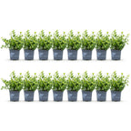 Green boutiQ - Haie de buis - BetterBuxus Babylon Beauty - Résistant au dépérissement du buis - 16 plantes - 2 mètres linéaires - pot 9 cm hauteur 20-25