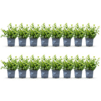 Green boutiQ - Buxus Haag - BetterBuxus Babylon Beauty - Resistant tegen de Buxus schimmel - 16 planten - 2 strekkende meter - pot 9cm hoogte 20-25