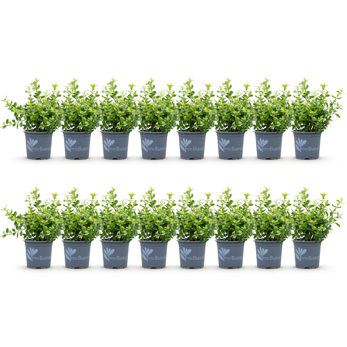 Green boutiQ - Haie de buis - BetterBuxus Babylon Beauty - Résistant au dépérissement du buis - 16 plantes - 2 mètres linéaires - pot 9 cm hauteur 20-25