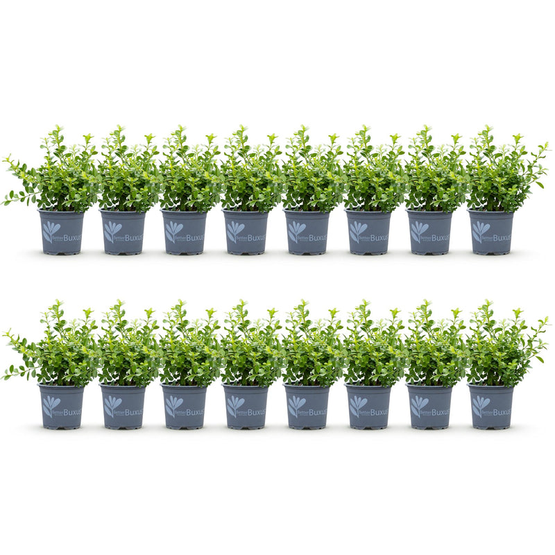 Green boutiQ - Buxus Haag - BetterBuxus Babylon Beauty - Resistant tegen de Buxus schimmel - 16 planten - 2 strekkende meter - pot 9cm hoogte 20-25