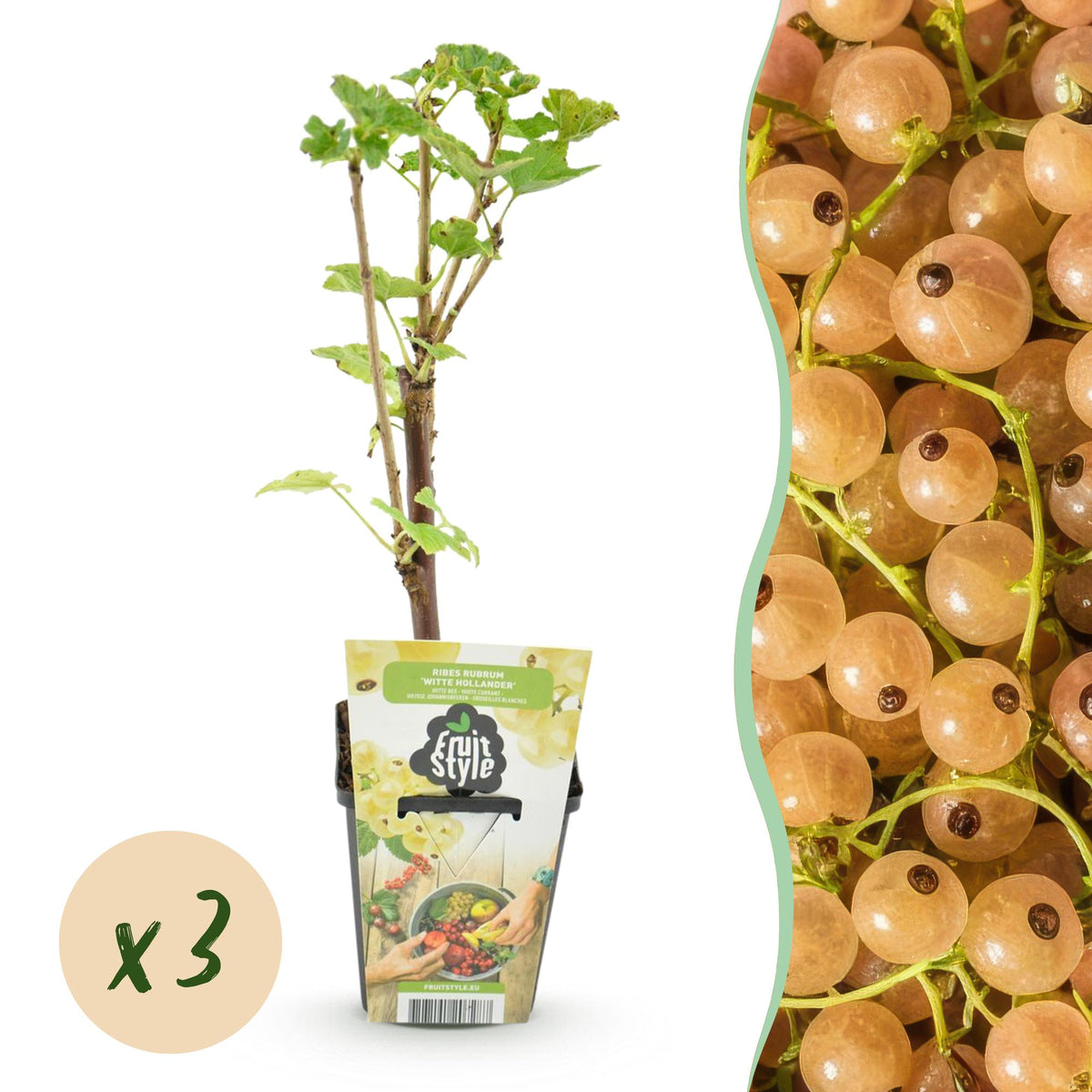 Green boutiQ - Plants fruitiers - Groseillier blanc - Ribes rubrum Witte Hollander - Rustique - 3 plantes - Pot 9 cm - Groseille blanche