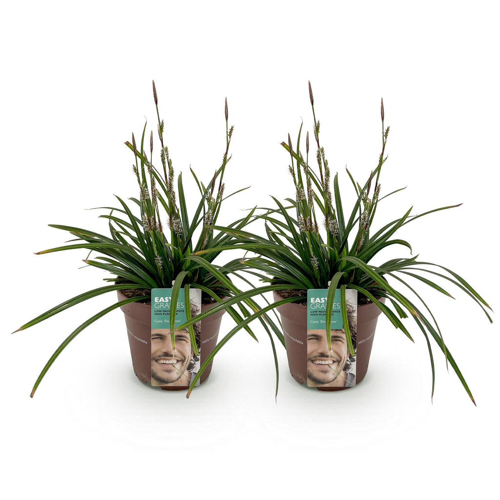 Green boutiQ - Graminées ornementales - Carex morrowii Irish Green - Vert & Jaune - 2 Plantes - Persistant - Faible entretien - Pot 17cm Hauteur 50cm
