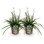 Green boutiQ - Graminées ornementales - Carex morrowii Irish Green - Vert & Jaune - 2 Plantes - Persistant - Faible entretien - Pot 17cm Hauteur 50cm