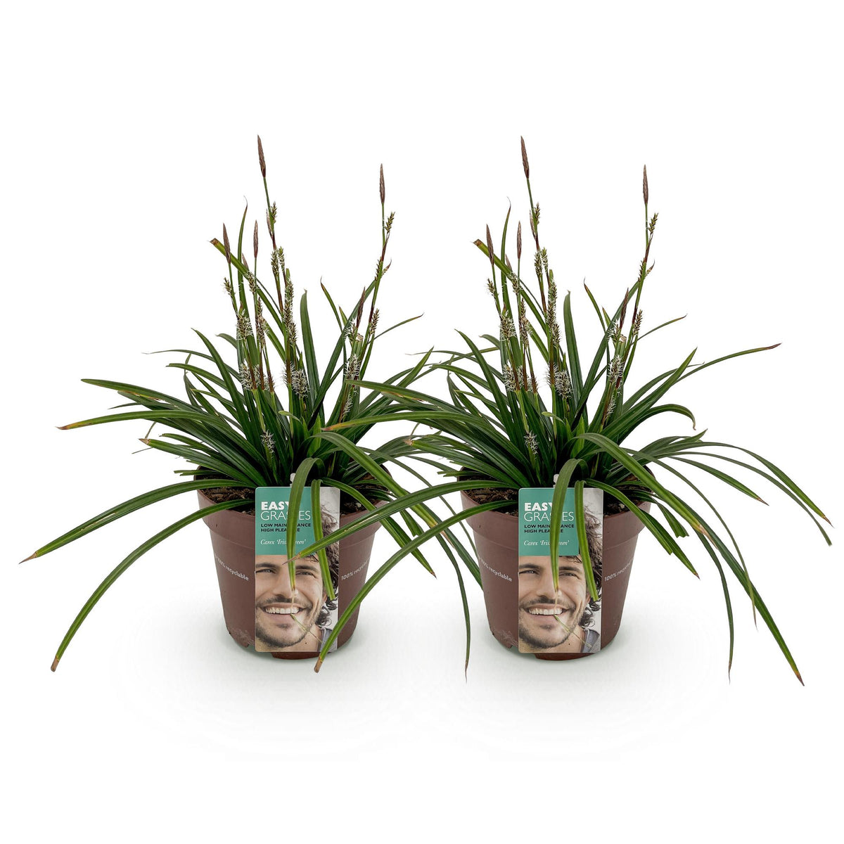 Green boutiQ - Ziergräser - Carex morrowii Irish Green - Grün & Gelb - 2 Pflanzen - Immergrün - Pflegeleicht - Topf 17cm Höhe 50cm