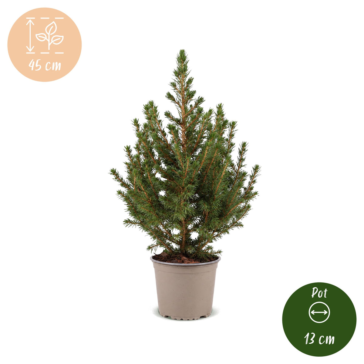2x Picea glauca Conica - Dwarf Alberta Spruce - Green - Christmas tree - Ø13cm - ↕45cm