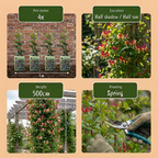 Lonicera jap. 'Red World' - Chèvrefeuille du Japon - Rouge - Rose - Grimpante - Ø9cm - ↕35cm