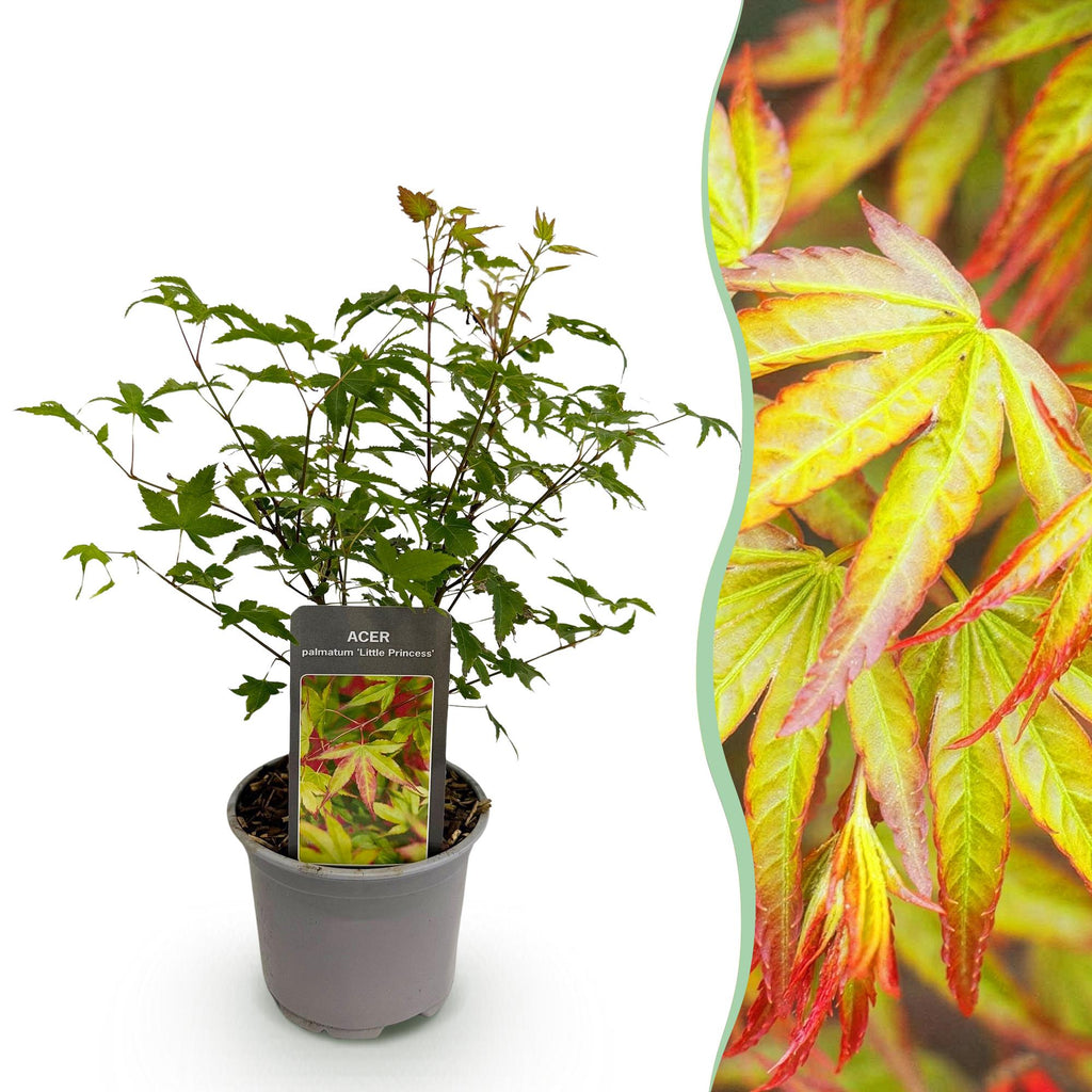 Green boutiQ - Plante de jardin - Acer palmatum Little Princess - Vert - 1 plante - Caduc - Entretien facile - Pot 12 cm Hauteur 35 cm