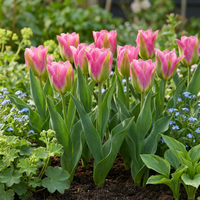 96x Tulipa Striped Crown - Gestreepte Kroon Tulp - Diversen - Voorjaarsbloeier - Bolmaat 11/12