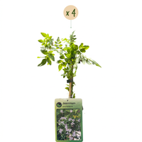 4x Jasminum stephanense - Stephan's jasmine - Pink - Climber - Ø9cm - ↕35cm