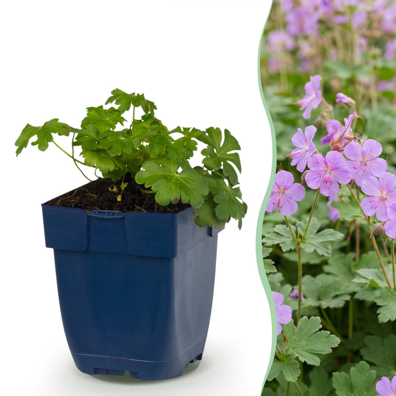 Green boutiQ - Vasteplant - Geranium cant. Cambridge - Ooievaarsbek - Bodembedekkend - Licht Roze - 6 Planten - Pot 11cm - Hoogte 15-25cm