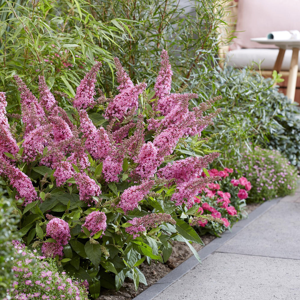 Green boutiQ - Gartenpflanze - Buddleja davidii Butterfly Candy Little Pink - Schmetterlingsflieder - Kompakt - Rosa - 3 Pflanzen - Topf 12cm - Höhe 20-25cm
