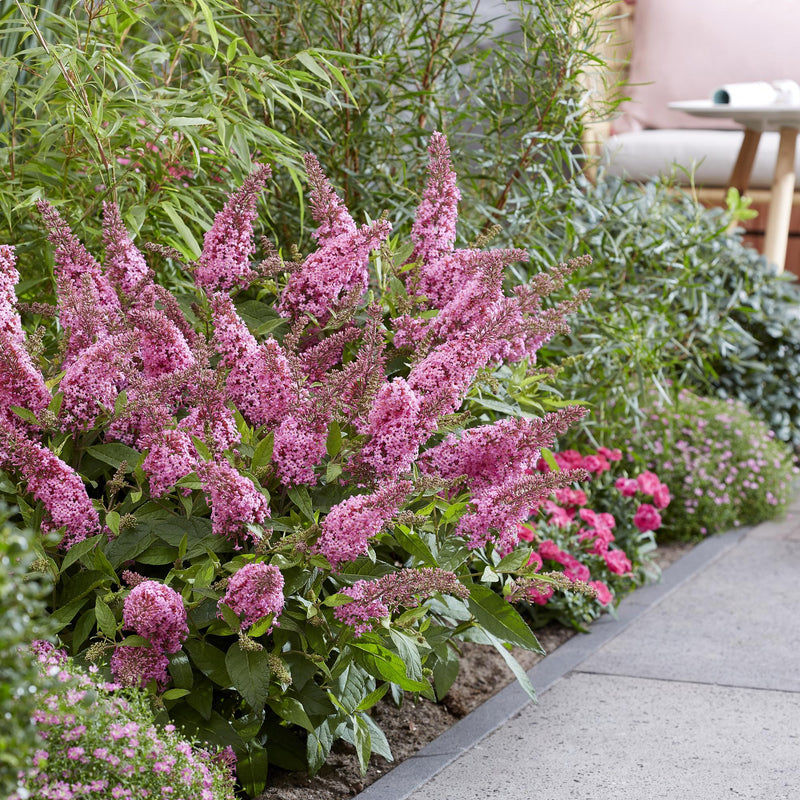 Green boutiQ - Tuinplant - Buddleja davidii Butterfly Candy Little Pink - Vlinderstruik - Compact - Roze - 3 Planten - Pot 12cm - Hoogte 20-25cm