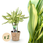 Green BoutiQ - Green is... Plantes d'intérieur - Dracaena fragrans Diamond Dream - Dragonnier - Peu d'entretien - avec panier - Vert - 2 Plantes - Pot 17cm - Hauteur 50-55cm