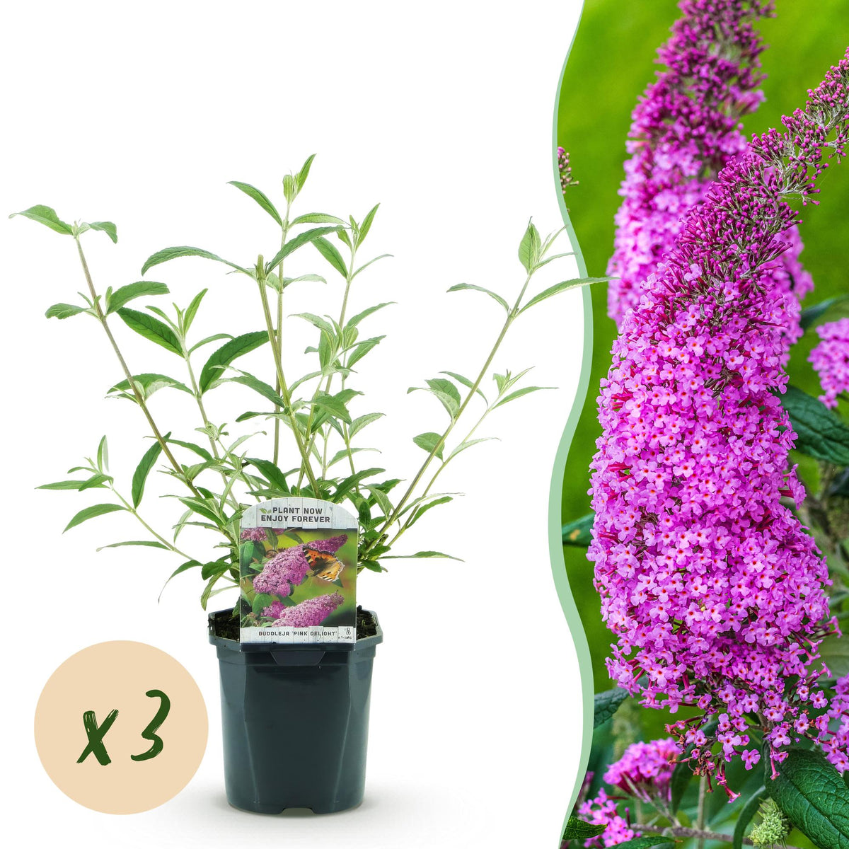 Green boutiQ - Plante de jardin - Buddleja davidii Pink Delight - Arbre aux papillons - Rustique - Rose - 3 plantes - Pot 17cm - Hauteur 45cm