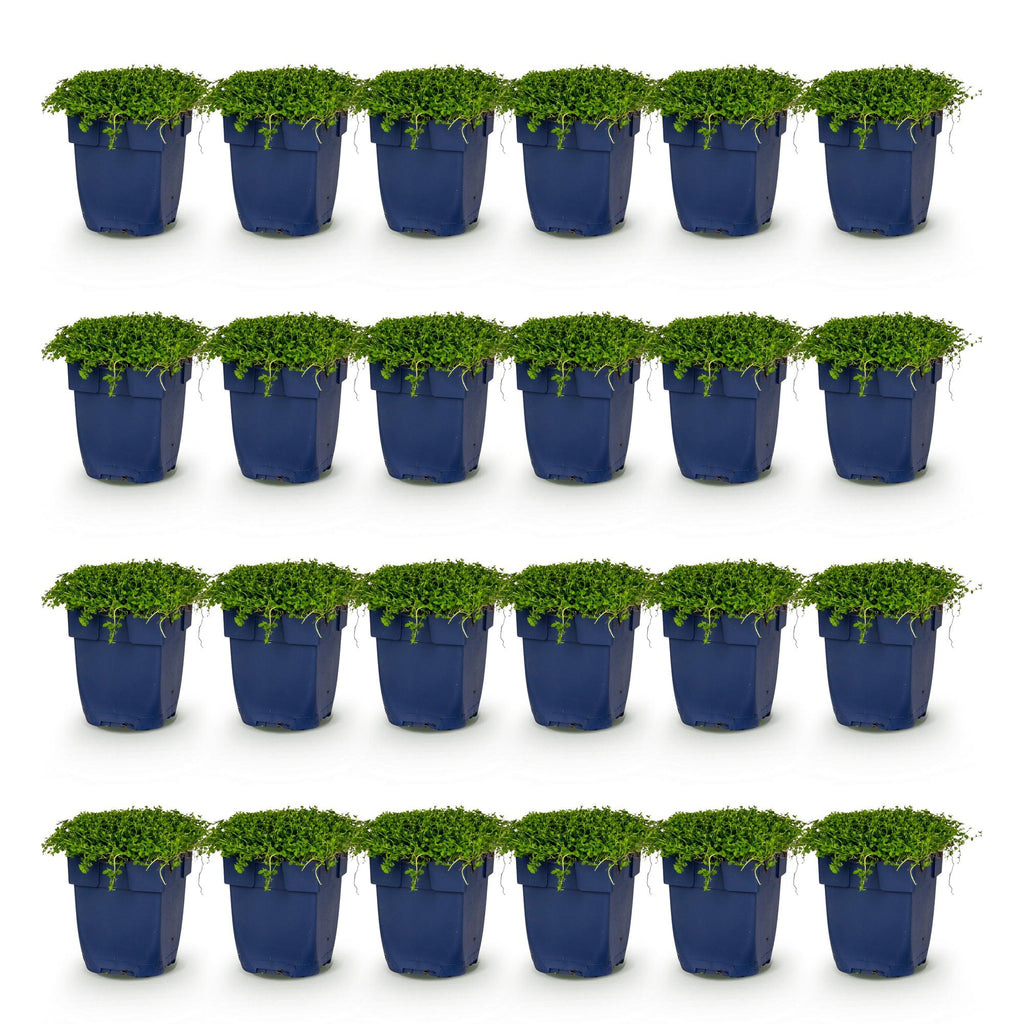 Green boutiQ - Stauden - Isotoma fluviatilis - Sternblume - Steingartenpflanzen - Hellblau - 24 Pflanzen - Topf 11cm - Höhe 15-25cm