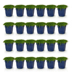 Green boutiQ - Stauden - Isotoma fluviatilis - Sternblume - Steingartenpflanzen - Hellblau - 24 Pflanzen - Topf 11cm - Höhe 15-25cm