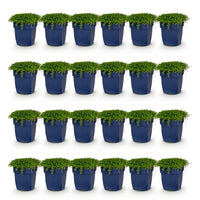 Green boutiQ - Vasteplant - Isotoma fluviatilis - Sterrenbloem - Rotsplanten - Licht Blauw - 24 Planten - Pot 11cm - Hoogte 15-25cm