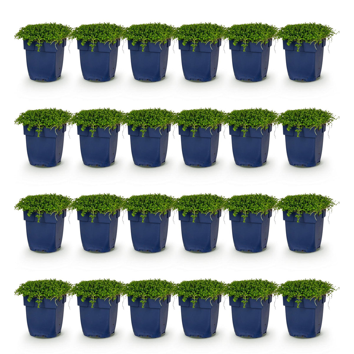 Green boutiQ - Stauden - Isotoma fluviatilis - Sternblume - Steingartenpflanzen - Hellblau - 24 Pflanzen - Topf 11cm - Höhe 15-25cm