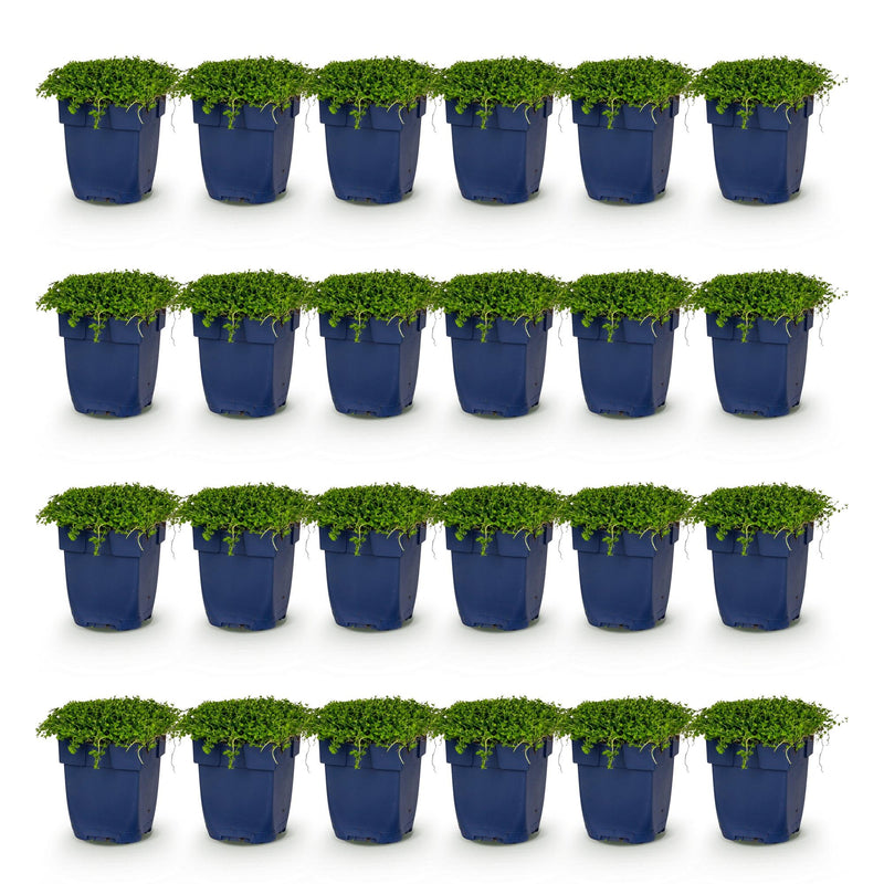 Green boutiQ - Vasteplant - Isotoma fluviatilis - Sterrenbloem - Rotsplanten - Licht Blauw - 24 Planten - Pot 11cm - Hoogte 15-25cm