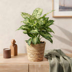 Green BoutiQ - Green is... Plantes d'intérieur - Dieffenbachia Compacta - Dieffenbachia - Peu d'entretien - avec panier - Vert - 2 plantes - Pot 17cm - Hauteur 45-50cm