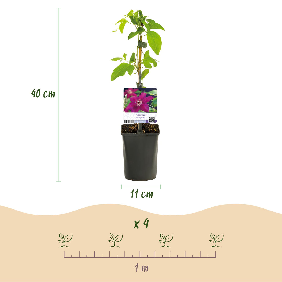 Green boutiQ - Plante grimpante - Clématite Westerplatte - Fleur rouge - Peu d'entretien - 2 plantes - Pot 11cm Hauteur 40cm