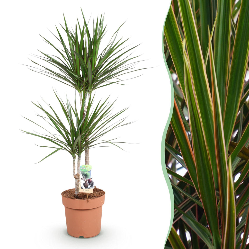 Green BoutiQ - Green is... Zimmerpflanzen - Dracaena Marginata - Drachenbaum - Pflegeleicht - Grün - 1 Pflanze - Topf 21cm - Höhe 90-100cm