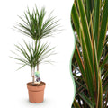 Green BoutiQ - Green is... Zimmerpflanzen - Dracaena Marginata - Drachenbaum - Pflegeleicht - Grün - 1 Pflanze - Topf 21cm - Höhe 90-100cm