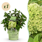 Green boutiQ - Gartenpflanze - Hydrangea paniculata Groundbreaker Greeny - Rispenhortensie - Winterhart - Creme - 8 Pflanzen - Topf 14cm - Höhe 20-25cm