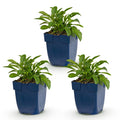 Green boutiQ - Plante vivace - Campanula persicifolia - Campanule à feuilles de pêcher - Attire les abeilles et les papillons - Bleu - 3 plantes - Pot 11 cm - Hauteur 15-25 cm