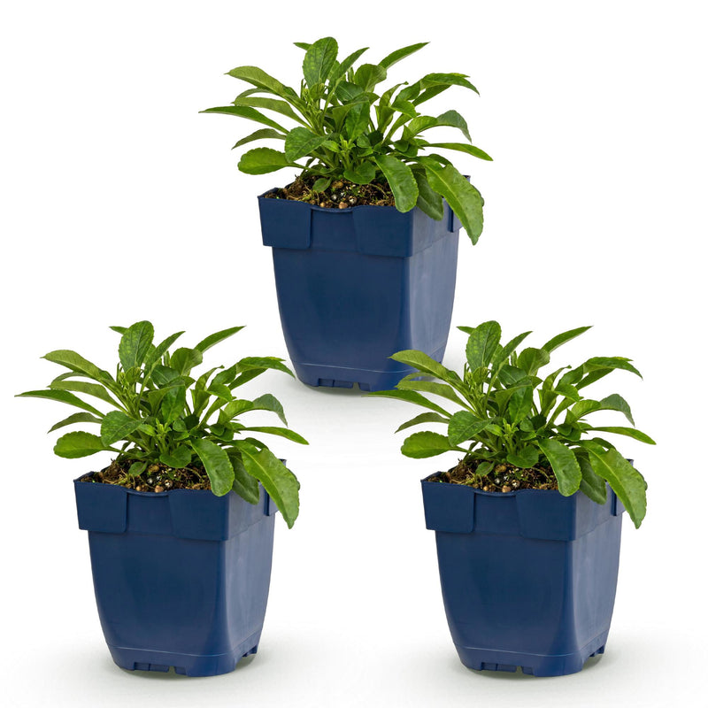 Green boutiQ - Vasteplant - Campanula persicifolia - Perzikbladklokje - Bijen en Vlinderlokkers - Blauw - 3 Planten - Pot 11cm - Hoogte 15-25cm
