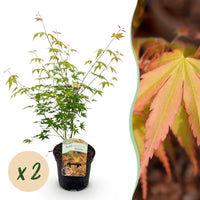 Green boutiQ - Terrasplant - Japanse Esdoorn - Acer palmatum Katsura - Oranje - 2 Planten - Bladverliezend - Pot 19cm Hoogte 70cm