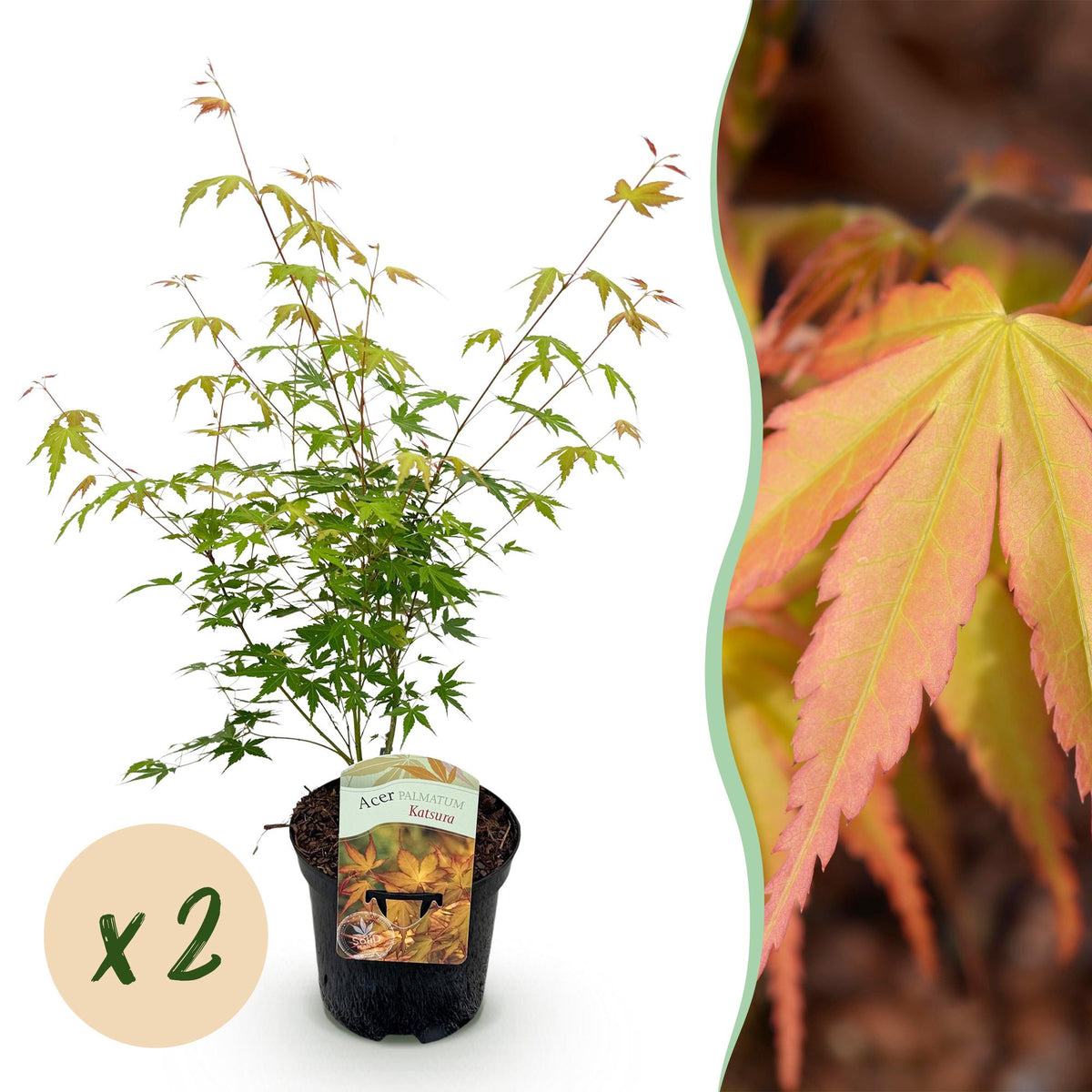 Green boutiQ - Plante de terrasse - Érable du Japon - Acer palmatum Katsura - Orange - 2 plantes - Caduc - Pot 19 cm Hauteur 70 cm