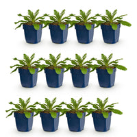 Green boutiQ - Vasteplant - Scabiosa col. Pink Mist - Duifkruid - Bijen en Vlinderlokkers - Roze - 12 Planten - Pot 11cm - Hoogte 15-25cm