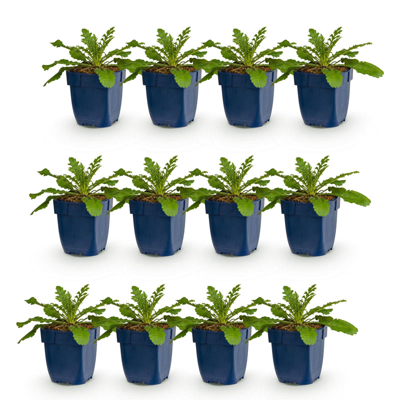 Green boutiQ - Vasteplant - Scabiosa col. Pink Mist - Duifkruid - Bijen en Vlinderlokkers - Roze - 12 Planten - Pot 11cm - Hoogte 15-25cm