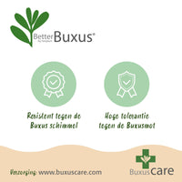 Green boutiQ - Buxus Bol - BetterBuxus Skylight - Resistant tegen de Buxus Schimmel - 2 planten - pot 23cm bol 25cm