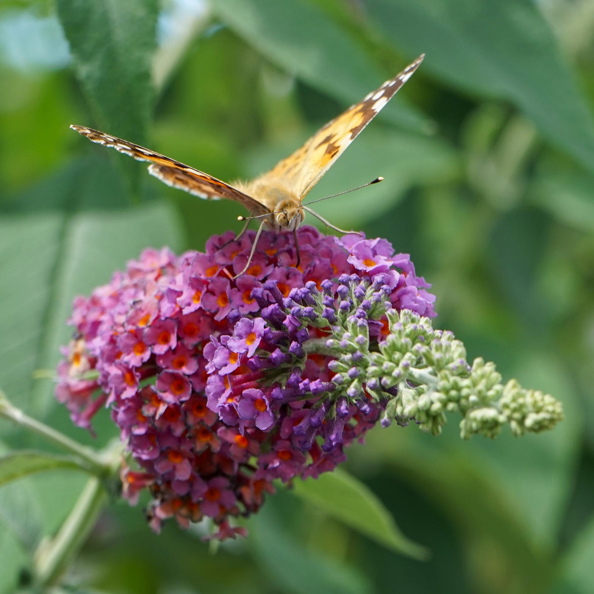 Green boutiQ - Arbre aux papillons - Buddleja davidii Flower Power - Fleurs orange et violettes - 3 plantes - 1 m² - Caduc - Attire les papillons - Pot 17 cm, hauteur 30 cm