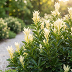 Green boutiQ - 24x Euonymus japonica Paloma Blanca - Japanischer Spindelstrauch - Heckenpflanzen - Immergrün - Grün - Weiß - Topf 9cm - Höhe 20-30cm