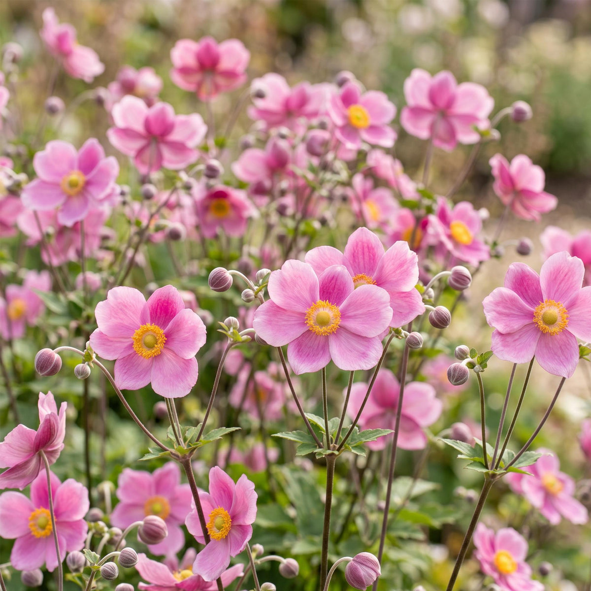 Green boutiQ - Plante vivace - Anemone hup. Splendens - Anémone d'automne - Ombre - Rose foncé - 24 Plantes - Pot 11cm - Hauteur 15-25cm