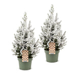 2x Picea glauca Conica - Dwarf Alberta Spruce - Green - White - Christmas tree - Ø19cm - ↕65cm