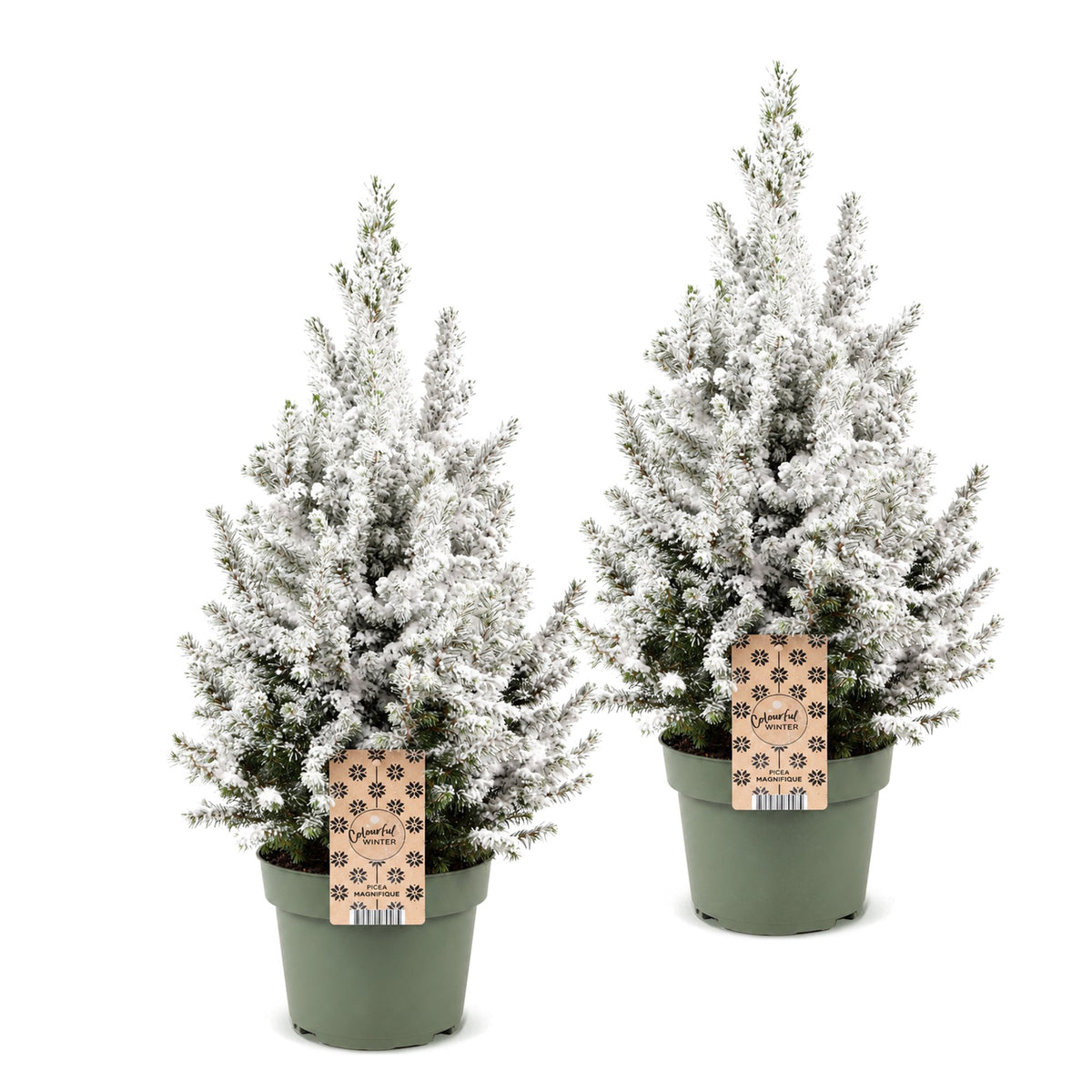 2x Picea glauca Conica - Dwarf Alberta Spruce - Green - White - Christmas tree - Ø19cm - ↕65cm