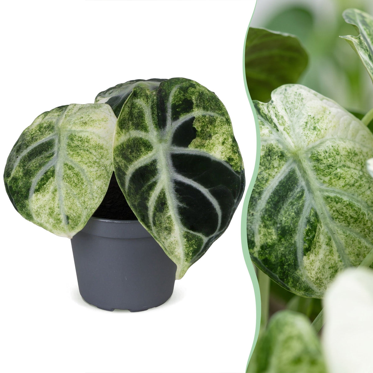 Alocasia Ninja Variegata - Variegated Ninja Elephant Ear - Black - Variegata - Tropical - Ø6cm - ↕5cm