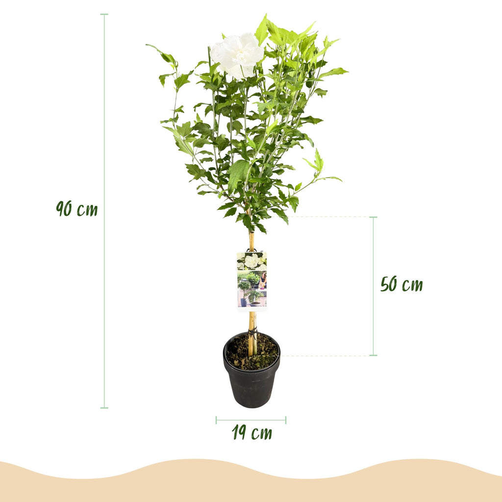 Green boutiQ - Plante sur tige - Hibiscus syriacus White Chiffon® - Plante de terrasse - Caduc - Rustique - Fleur blanche - Pot 19 cm Hauteur 90 cm