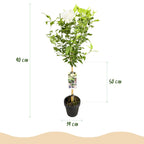 Green boutiQ - Plante sur tige - Hibiscus syriacus White Chiffon® - Plante de terrasse - Caduc - Rustique - Fleur blanche - Pot 19 cm Hauteur 90 cm