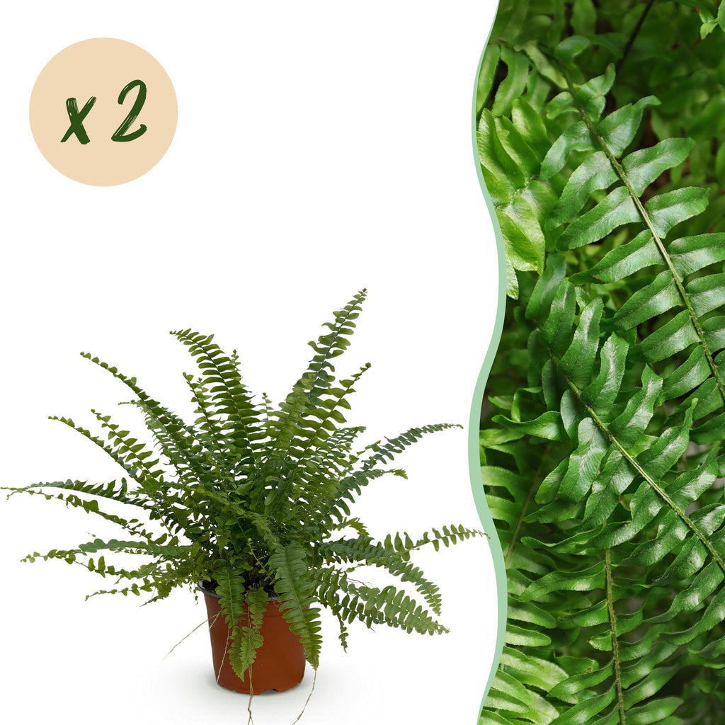 Green boutiQ - Zimmerpflanze - Nephrolepis exaltata Green Lady - Farn - Haustierfreundlich - Grün - 2 Pflanzen - Topf 12 cm - Höhe 28-30 cm