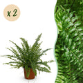 Green boutiQ - Zimmerpflanze - Nephrolepis exaltata Green Lady - Farn - Haustierfreundlich - Grün - 2 Pflanzen - Topf 12 cm - Höhe 28-30 cm