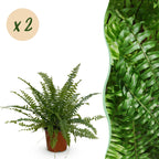 Green boutiQ - Zimmerpflanze - Nephrolepis exaltata Green Lady - Farn - Haustierfreundlich - Grün - 2 Pflanzen - Topf 12 cm - Höhe 28-30 cm