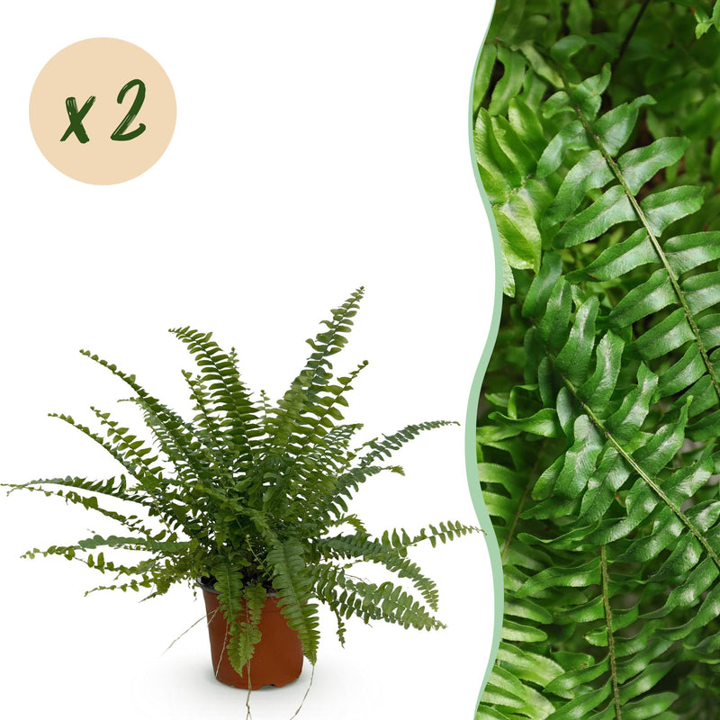 Green boutiQ - Kamerplant - Nephrolepsis exaltata Green Lady - Varen - Huisdiervriendelijk - Groen - 2 Planten - Pot 12cm - Hoogte 28-30cm