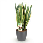 Green BoutiQ - Zimmerpflanzen - Sansevieria Laurentii - Bogenhanf - Pflegeleicht - Grün - 1 Pflanze - mit Topf Grau - Topf 21cm - Höhe 70-80cm