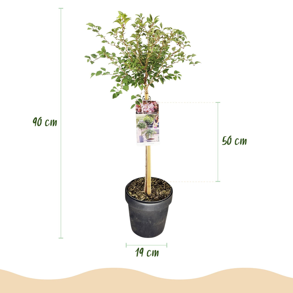 Green boutiQ - Plante sur tige - Prunus incisa Koujou-no-mai - Plante de terrasse - Caduc - Rustique - Fleur blanche - Pot 19cm Hauteur 90cm